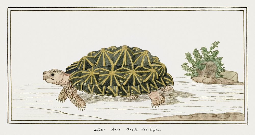 Psammobates tentorius: Tent Tortoise (1777&ndash;1786) painting in high resolution by Robert Jacob Gordon. Original from the…