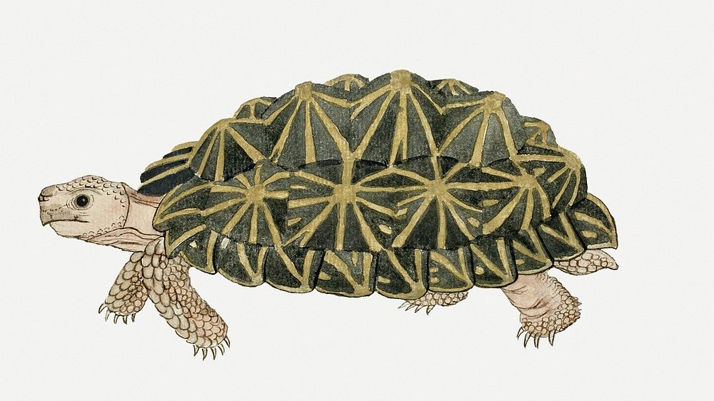 Tortoise psd antique watercolor animal illustration, remixed from the artworks by Robert Jacob Gordon