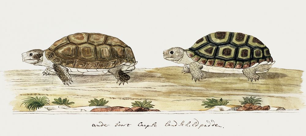Homopus areolatus: common padloper tortoise (1777&ndash;1786) painting in high resolution by Robert Jacob Gordon. Original…