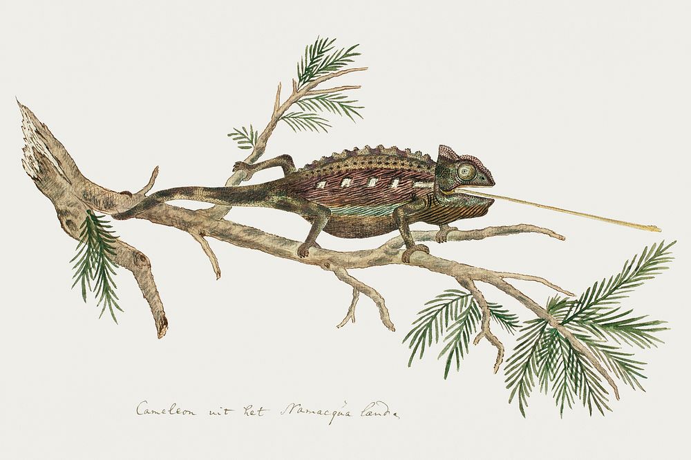 Chamaeleo namaquensis: Namaqua chameleon (1777&ndash;1786) painting in high resolution by Robert Jacob Gordon. Original from…