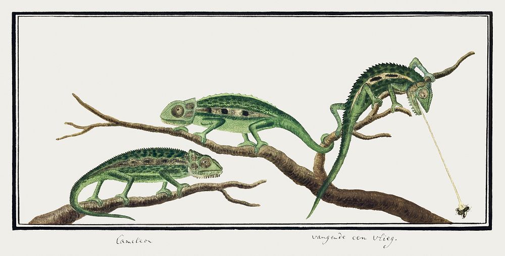 Bradypodion pumilum in three poses: cape dwarf chameleon (1777&ndash;1786) painting in high resolution by Robert Jacob…