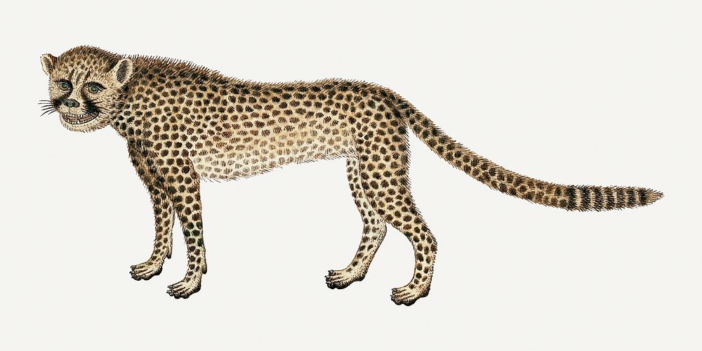 Cheetah illustration classic watercolor drawing, remixed from the artworks from Robert Jacob Gordon