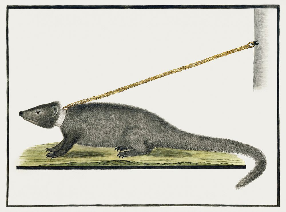Galerella pulverulenta or Herpestes pulverulentus: cape gray mongoose (1777) painting in high resolution by Robert Jacob…