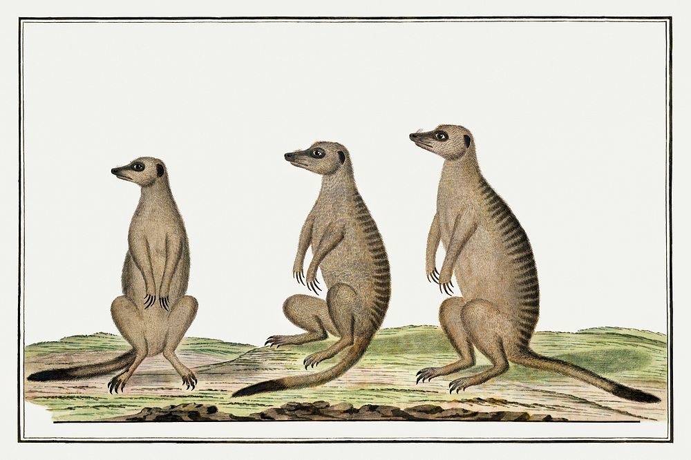 Suricata suricatta: meerkats (1773&ndash;1780) painting in high resolution by Robert Jacob Gordon. Original from the…