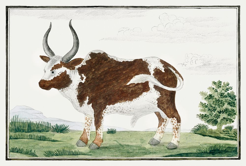 Bos taurus: Namaqua Ox or &ldquo;nomgo&rdquo; (1778) painting in high resolution by Robert Jacob Gordon. Original from the…