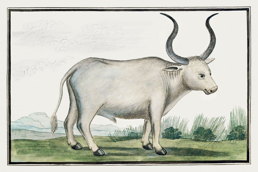 Bos taurus: cape ox (1778) painting in high resolution by Robert Jacob Gordon. Original from the Rijksmuseum. Digitally…