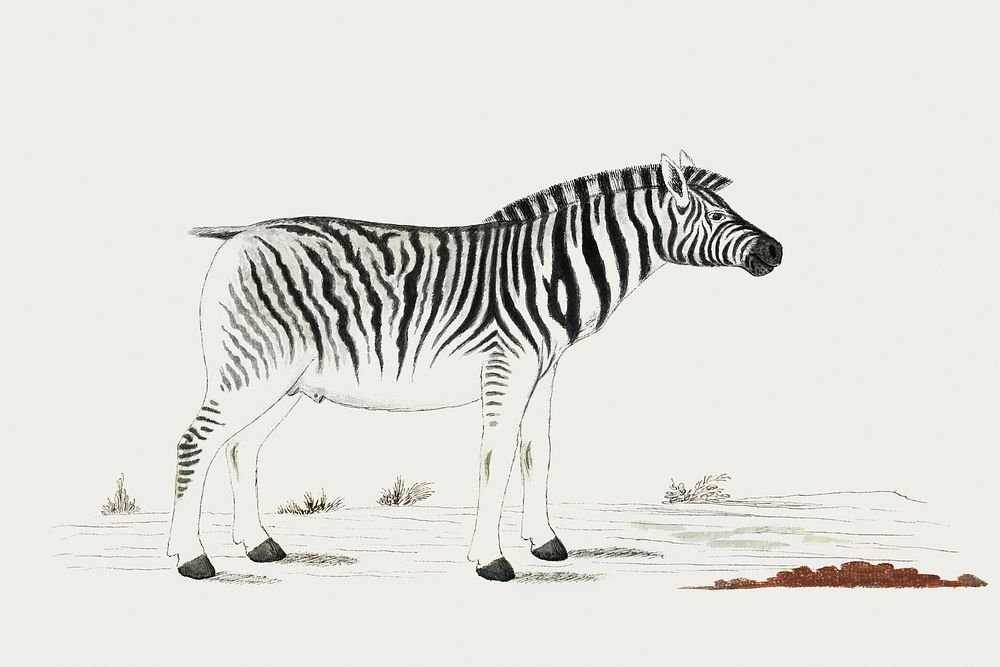 Equus quagga burchellii: plains zebra (ca.1777) painting in high resolution by Robert Jacob Gordon. Original from the…