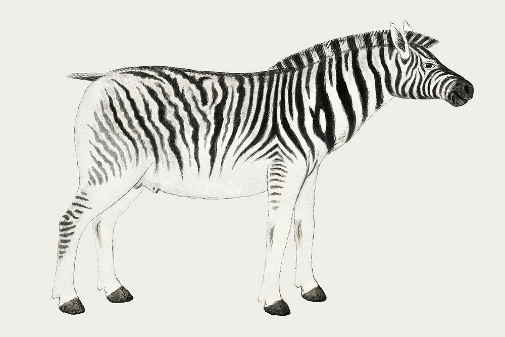 Plains zebra psd antique watercolor animal illustration, remixed from the artworks by Robert Jacob Gordon