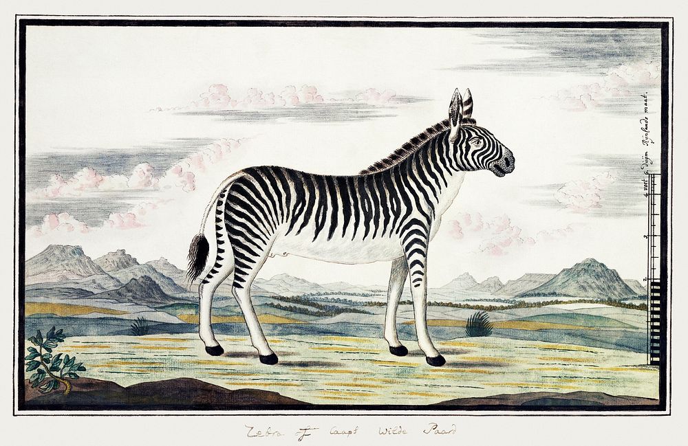 Equus zebra: mountain zebra (1786) painting in high resolution by Robert Jacob Gordon. Original from the Rijksmuseum.…