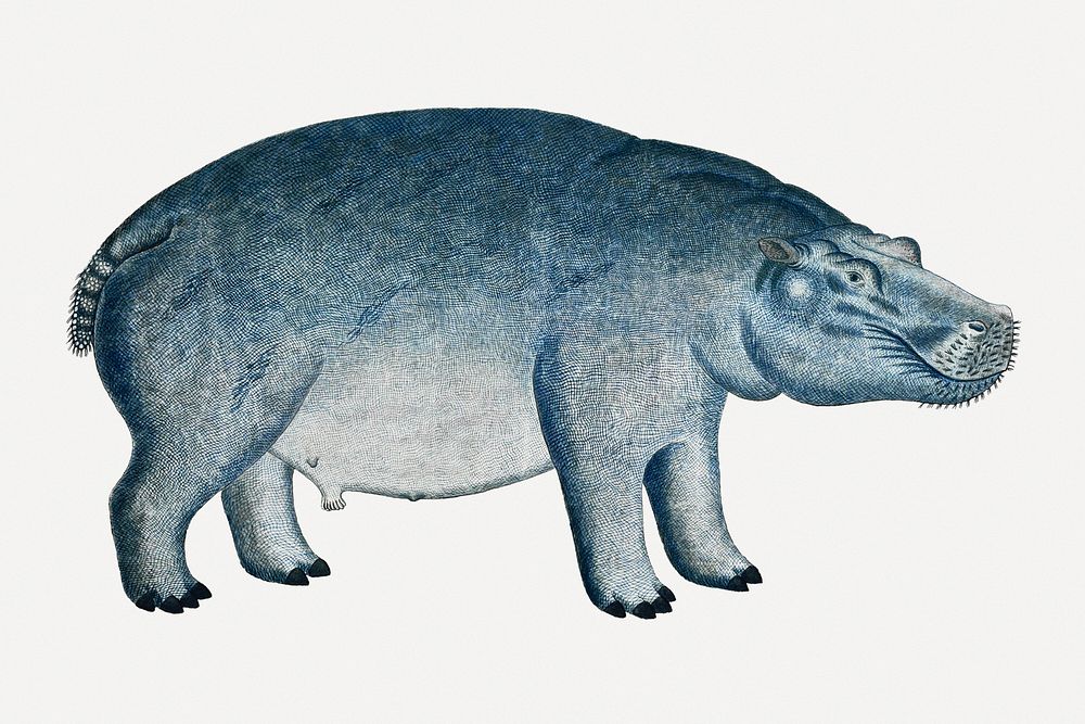 Hippopotamus psd antique watercolor animal illustration, remixed from the artworks by Robert Jacob Gordon