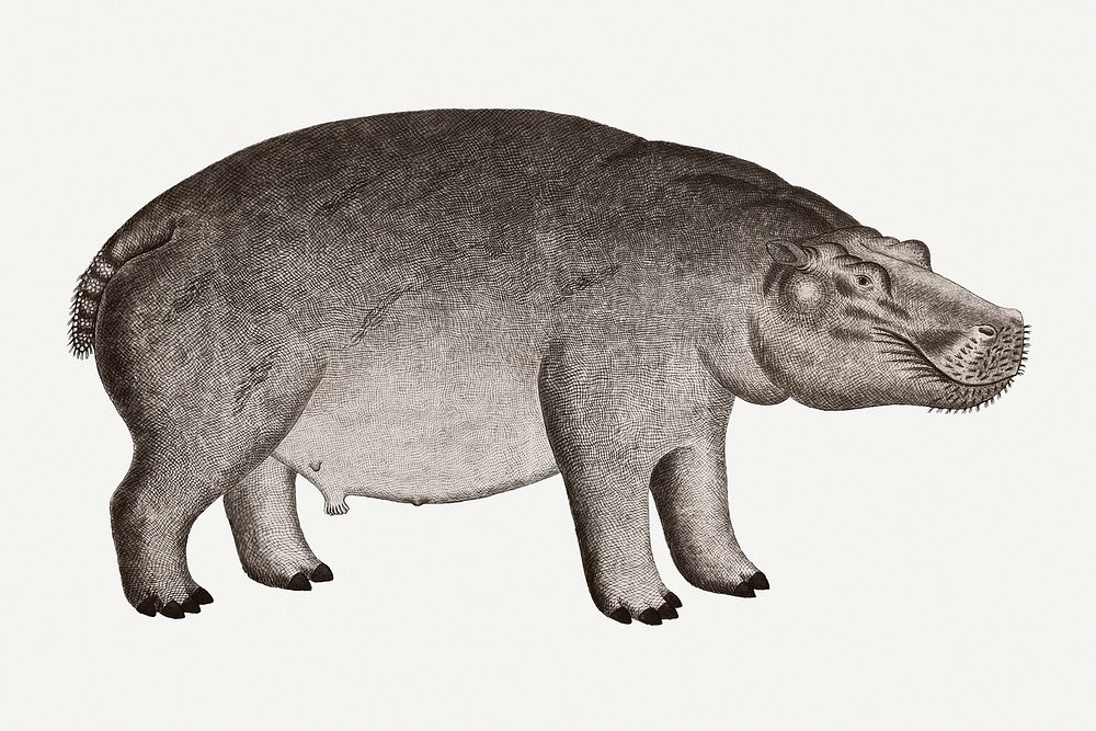 Hippopotamus illustration classic watercolor drawing, remixed from the artworks from Robert Jacob Gordon