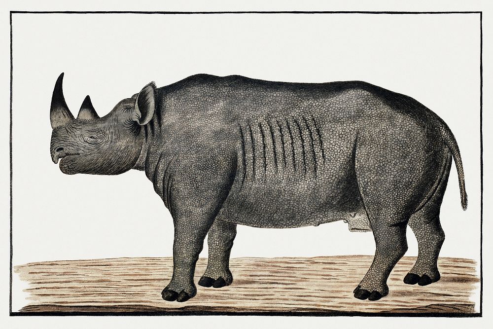 Recto Diceros bicornis bicornis: black rhinoceros; male (ca.1778) painting in high resolution by Robert Jacob Gordon.…
