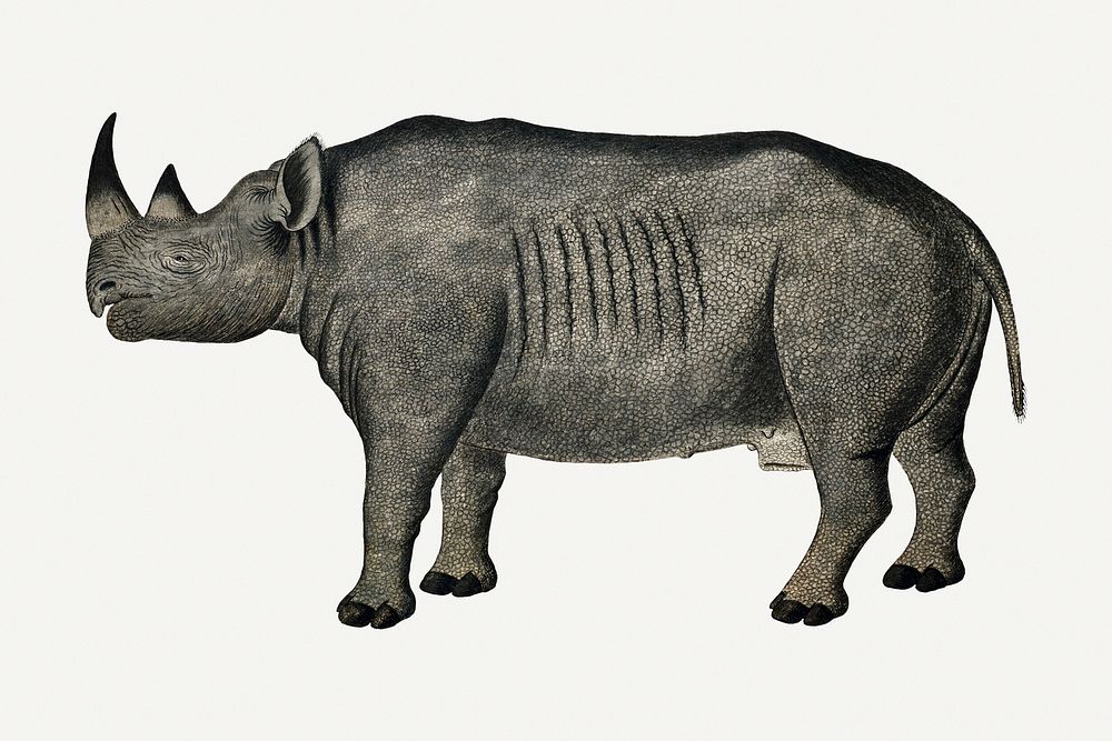 Black rhinoceros illustration classic watercolor drawing, remixed from the artworks from Robert Jacob Gordon