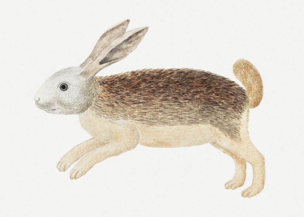 Karoo hare psd antique watercolor animal illustration, remixed from the artworks by Robert Jacob Gordon