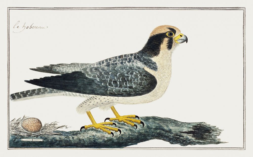 Falcon biarmicus: Lanner falcon (1777&ndash;1786) painting in high resolution by Robert Jacob Gordon. Original from the…