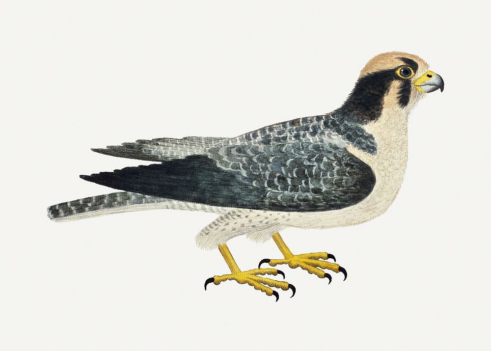 Lanner falcon illustration classic watercolor drawing, remixed from the artworks from Robert Jacob Gordon