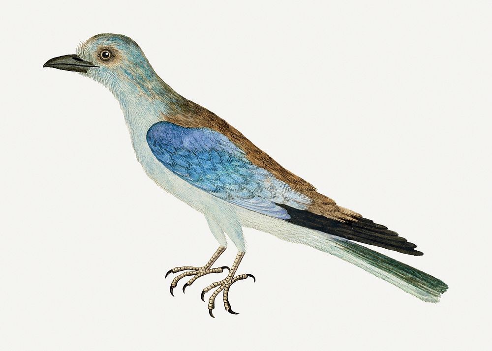 European roller illustration classic watercolor drawing, remixed from the artworks from Robert Jacob Gordon