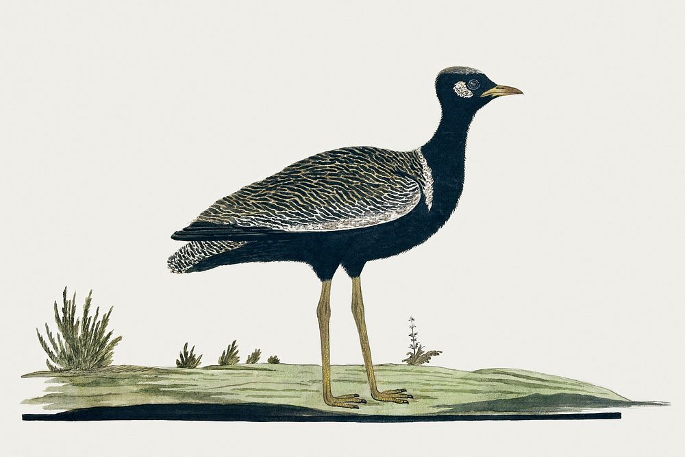 Afrotis afra: Southern black korhaan (1778) painting in high resolution by Robert Jacob Gordon. Original from the…
