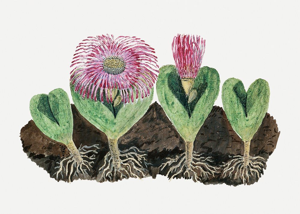 Mesembryanthemum testiculare psd vintage flower illustration set, remixed from the artworks by Robert Jacob Gordon