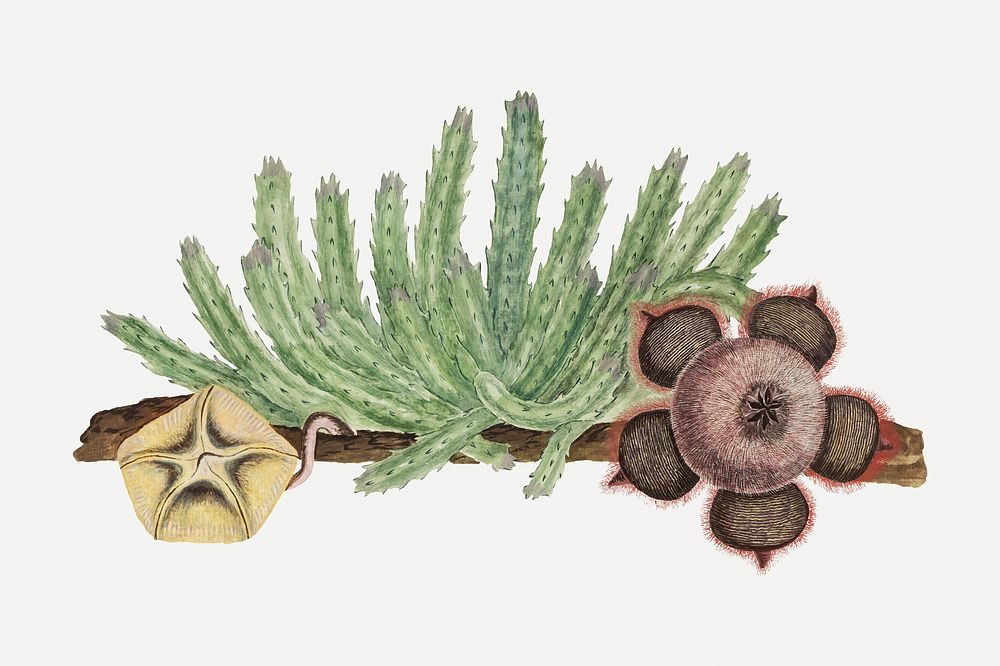 Stapelia hirsuta (L.): starfish flower (1777&ndash;1786) painting in high resolution by Robert Jacob Gordon. Original from…