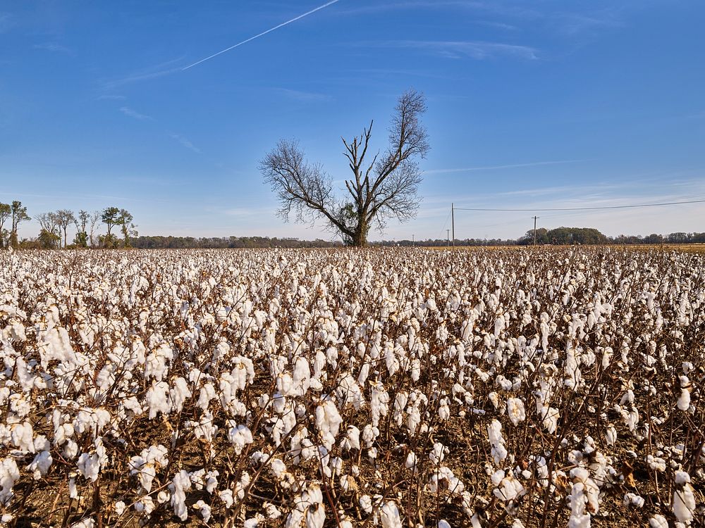 Cotton field ready for picking near Marks, Mississippi. Original image from Carol M. Highsmith&rsquo;s America, Library of…