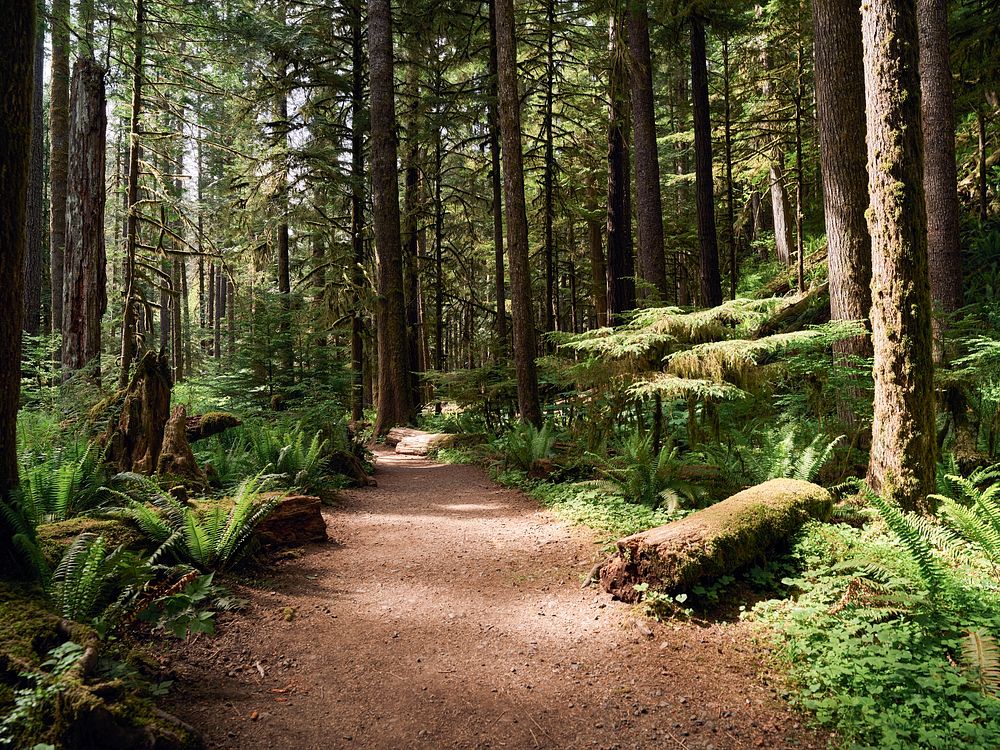 Scene along the trail to Marymere Falls, deep in Olympic National Park, southwest of Port Angeles on Washington State's…