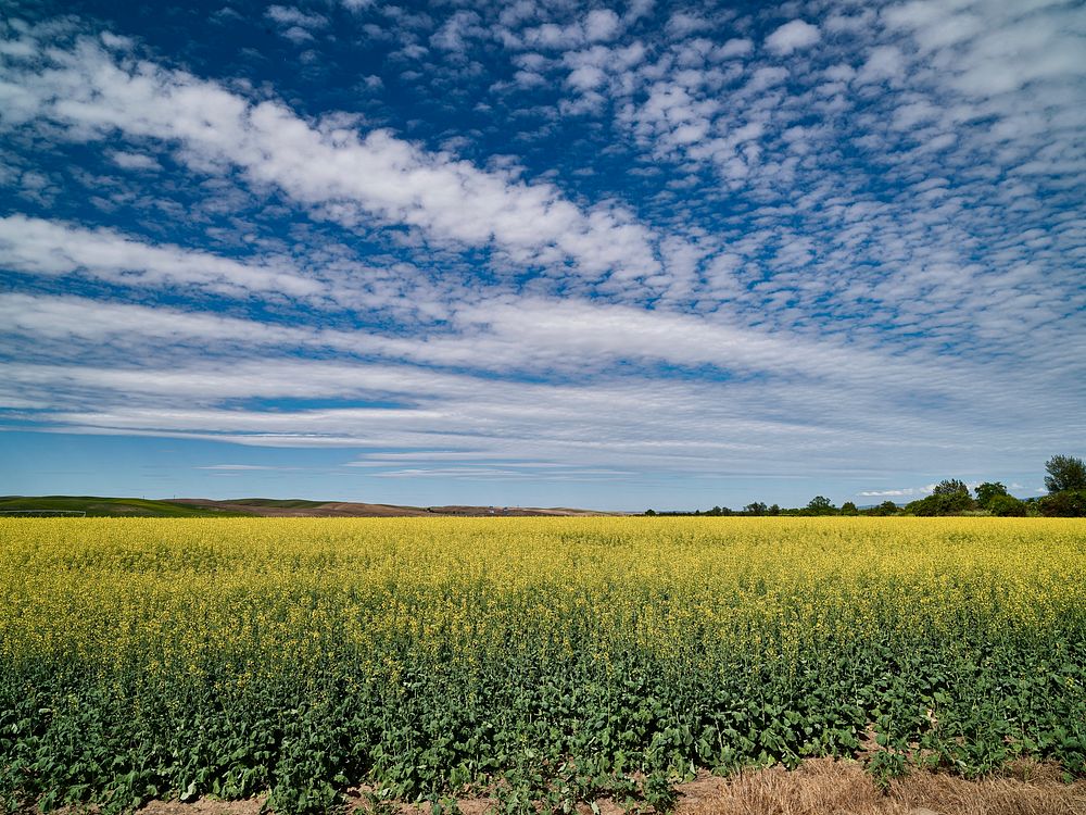 Vivid-yellow rapeseed field near Pasco, Washington. Original image from Carol M. Highsmith’s America, Library of Congress…