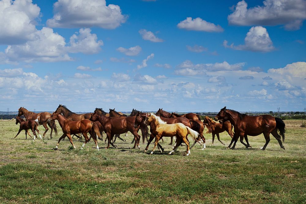 Wild horses running on a field. Original image from Carol M. Highsmith&rsquo;s America, Library of Congress collection.…