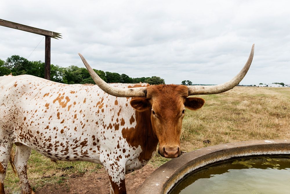 A longhorn steer takes a break from grazing. Original image from Carol M. Highsmith&rsquo;s America, Library of Congress…