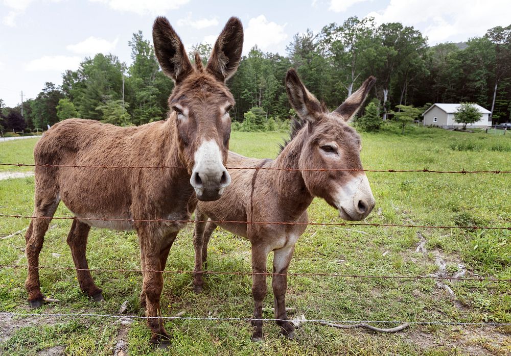 Two young donkeys along the road in rural North Carolina. Original image from Carol M. Highsmith&rsquo;s America, Library of…