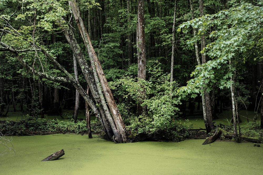 Decayed vegetation has given the Run Swamp in Camden County, North Carolina, a distinctive green hue. Original image from…