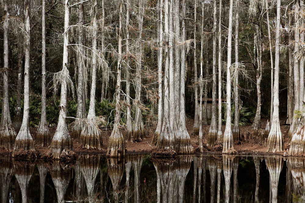Cypress swamp in Tallahassee. Original image from Carol M. Highsmith&rsquo;s America, Library of Congress collection.…
