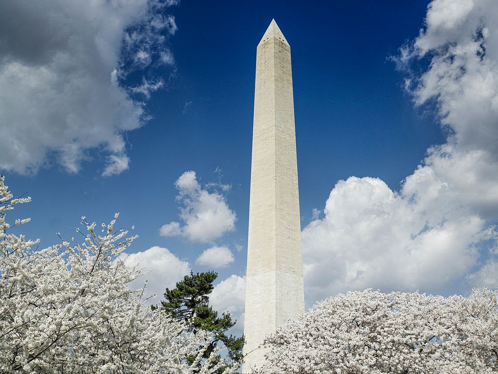 Washington Monument and cherry trees. Original image from Carol M. Highsmith&rsquo;s America, Library of Congress…