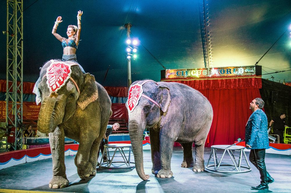Elephants show in Circus World Museum, Wisconsin. Original image from Carol M. Highsmith&rsquo;s America, Library of…