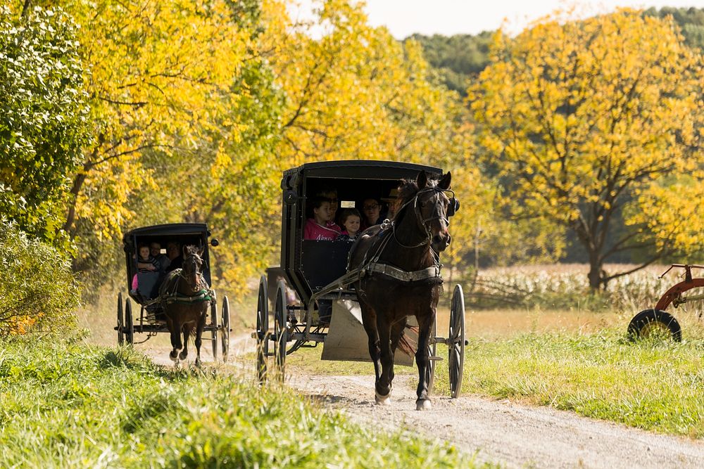 Horse-drawn Amish buggies journey down a country road at Yoder's Amish Home, an authentic Amish farm that began accepting…