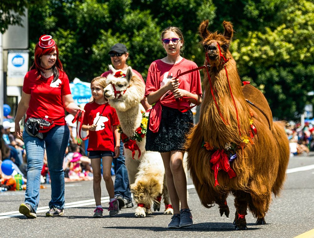 Llamas and children walk in the Fred Meyer Junior Parade in Portland, Oregon'. Original image from Carol M.…