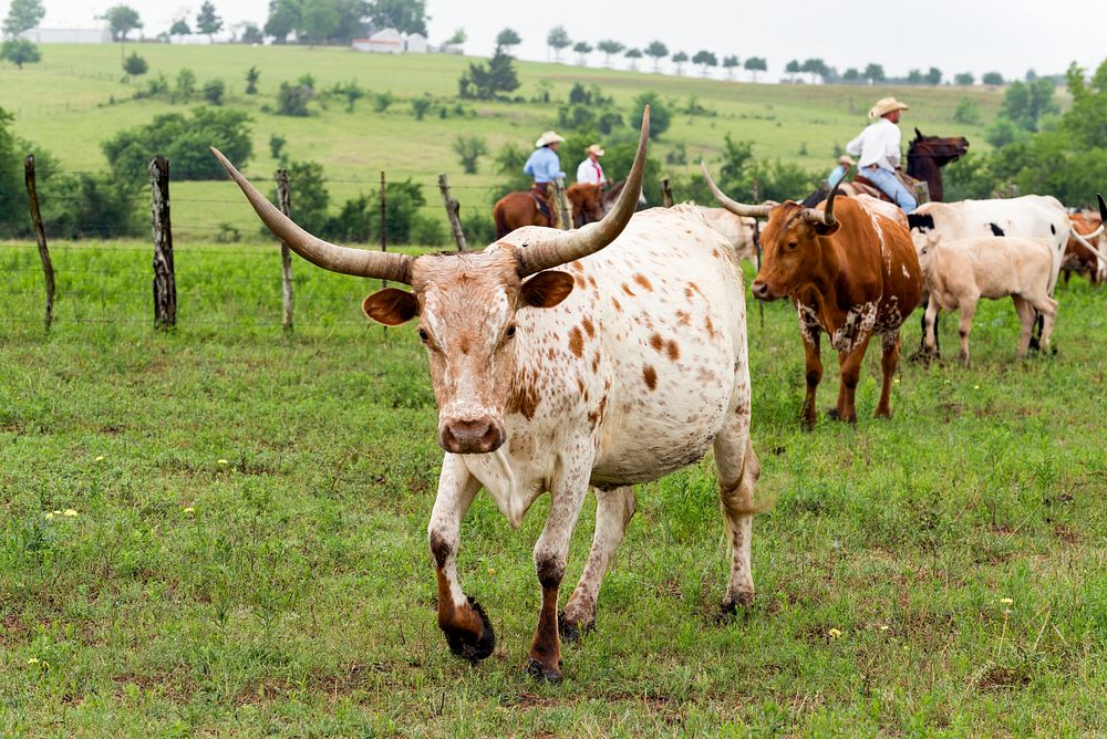 Texas longhorns on the move at the 1,800-acre Lonesome Pine Ranch, a working cattle ranch that is part of the Texas Ranch…