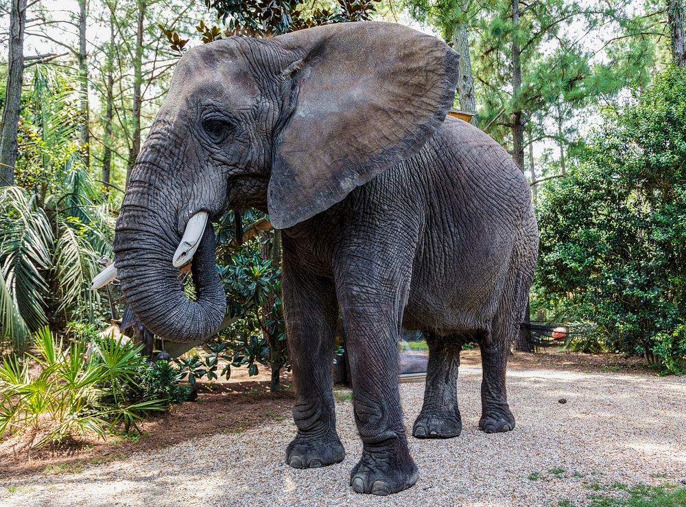 Bubbles the 9,000-pound African elephant at Myrtle Beach Safari program, South Carolina. Original image from Carol M.…