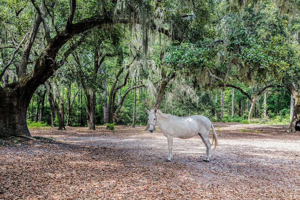 White horse at Brookgreen Gardens. Original image from Carol M. Highsmith&rsquo;s America, Library of Congress collection.…