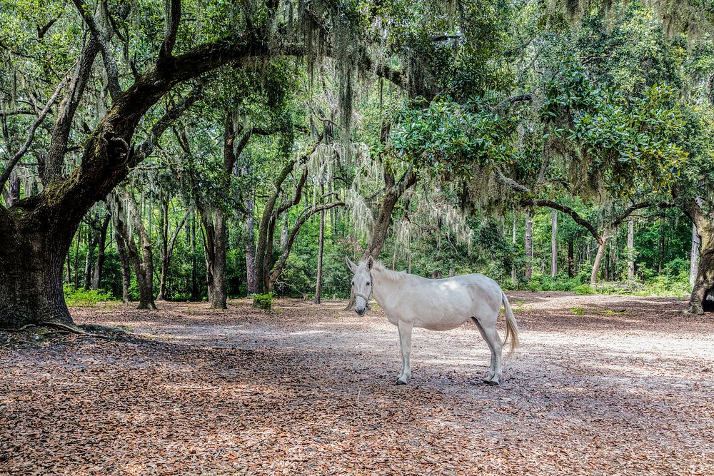 White horse at Brookgreen Gardens. Original image from Carol M. Highsmith’s America, Library of Congress collection.…