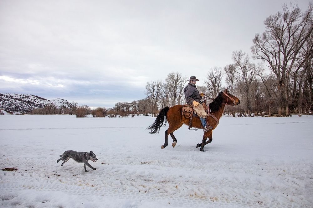 A cowboy and his dog cross the snowy Ladder Livestock ranch, a vast cattle and sheep-ranching operation that straddles the…