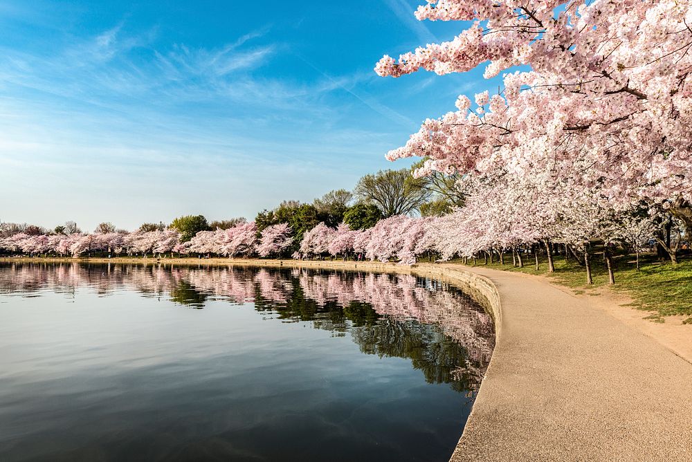 Path along the Potomac River Tidal Basin during Washington's spring Cherry Blossom Festival. Original image from Carol M.…