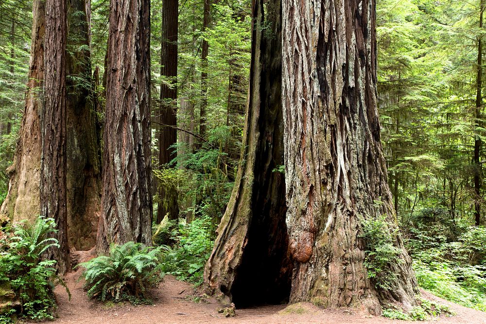 The Redwood National and State Parks in northern California. Original image from Carol M. Highsmith&rsquo;s America, Library…