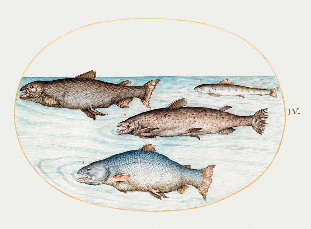 Four Salmon (1575&ndash;1580) painting in high resolution by Joris Hoefnagel. Original from The National Gallery of Art.…