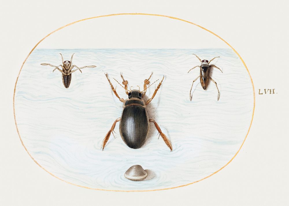 Diving Beetle and Backswimmer (1575&ndash;1580) painting in high resolution by Joris Hoefnagel. Original from The National…
