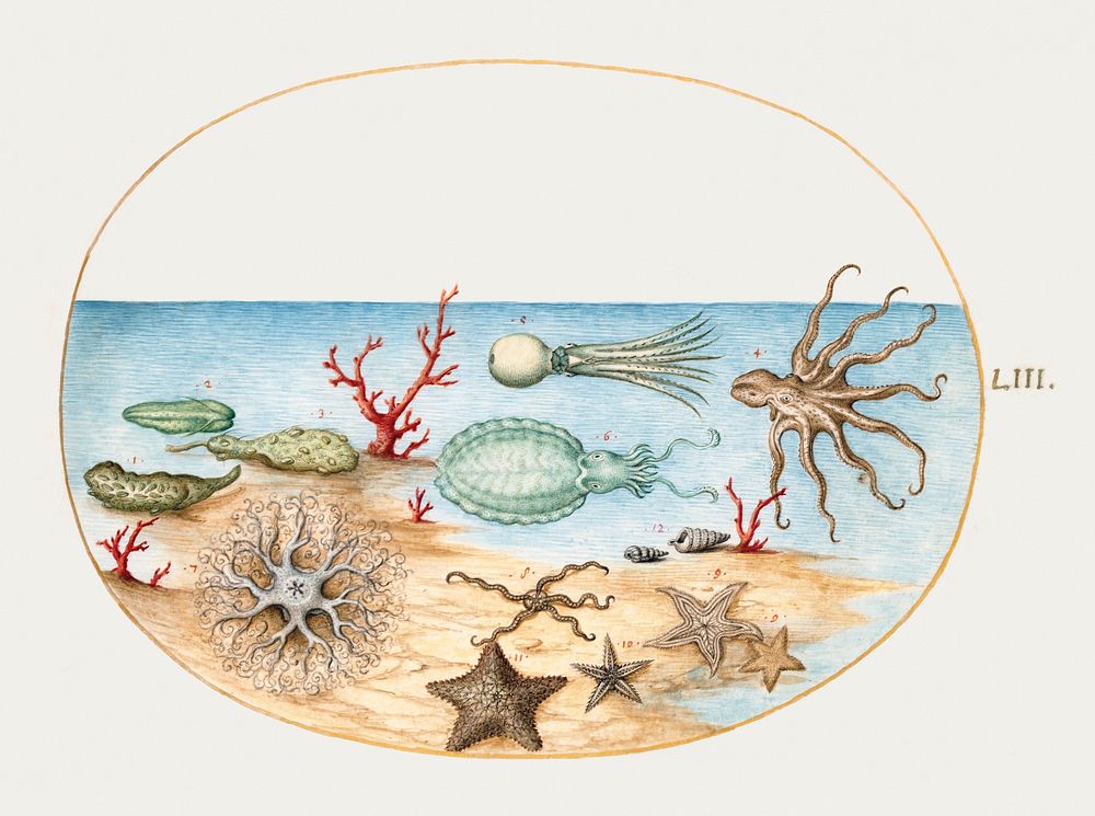 Sea Cucumbers, Coral, Octopus, Starfish, Squid and Other Sea Creatures (1575&ndash;1580) painting in high resolution by…