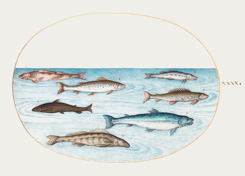 Salmon, Trout and Freshwater fish (1575&ndash;1580) painting in high resolution by Joris Hoefnagel. Original from The…