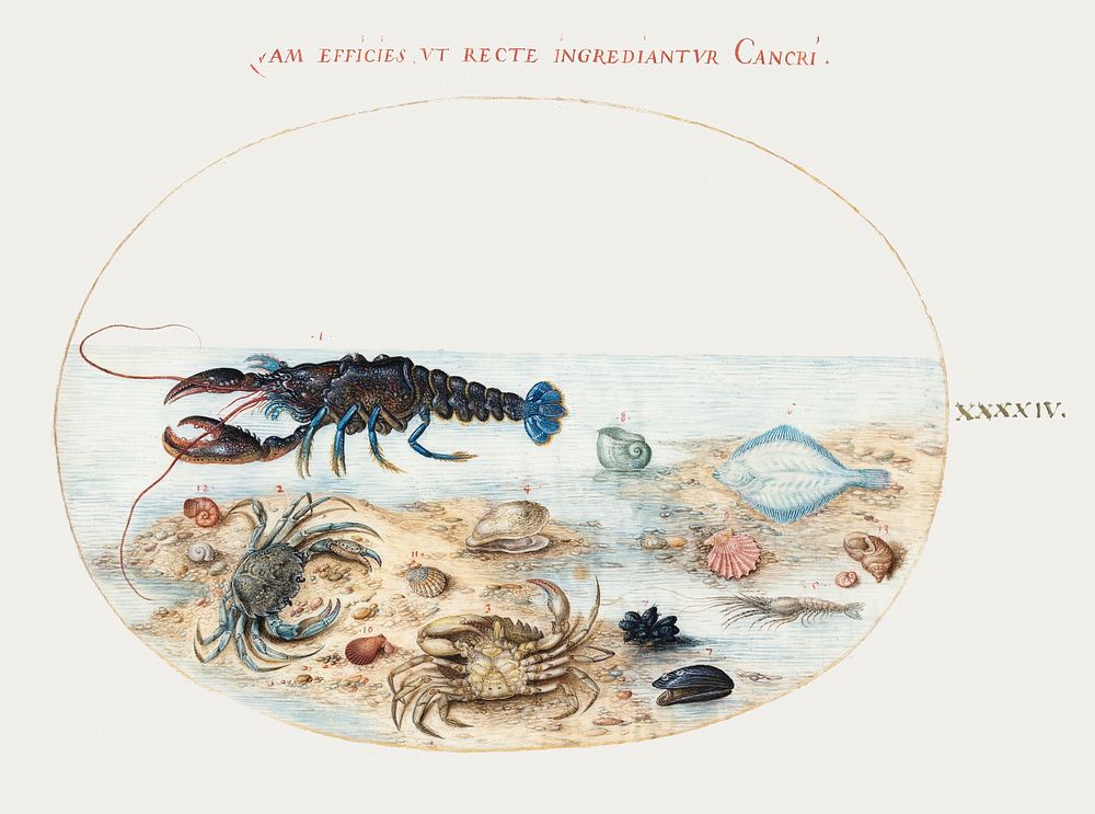 Lobster, Crabs, Scallop Shells and Other Sea Life (1575&ndash;1580) painting in high resolution by Joris Hoefnagel. Original…