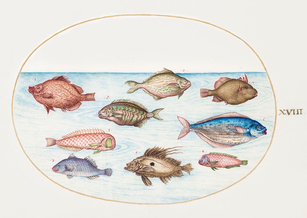 Boarfish, Razorfish, Butterfish, a John Dory and Other Fish (1575&ndash;1580) painting in high resolution by Joris…