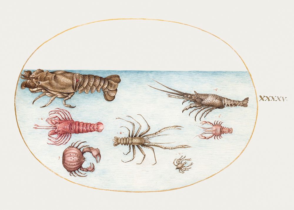 Lobster, Squilla Mantis, and Other Crustaceans (1575&ndash;1580) painting in high resolution by Joris Hoefnagel. Original…